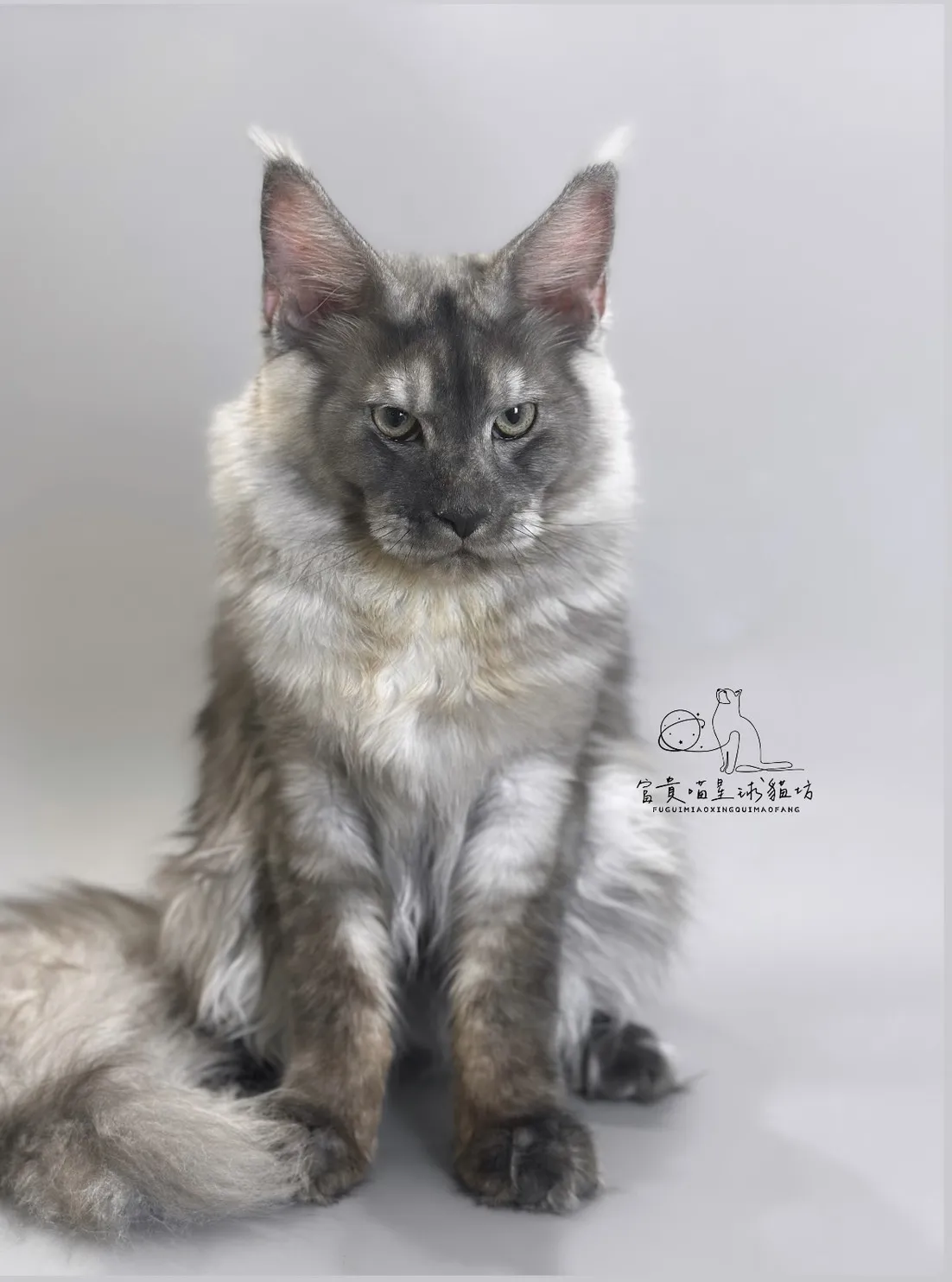 緬因貓/銀煙燻男孩