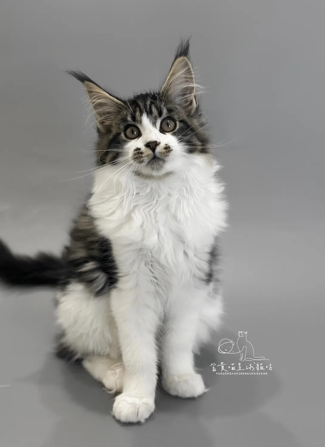 緬因貓/棕虎斑加白男孩