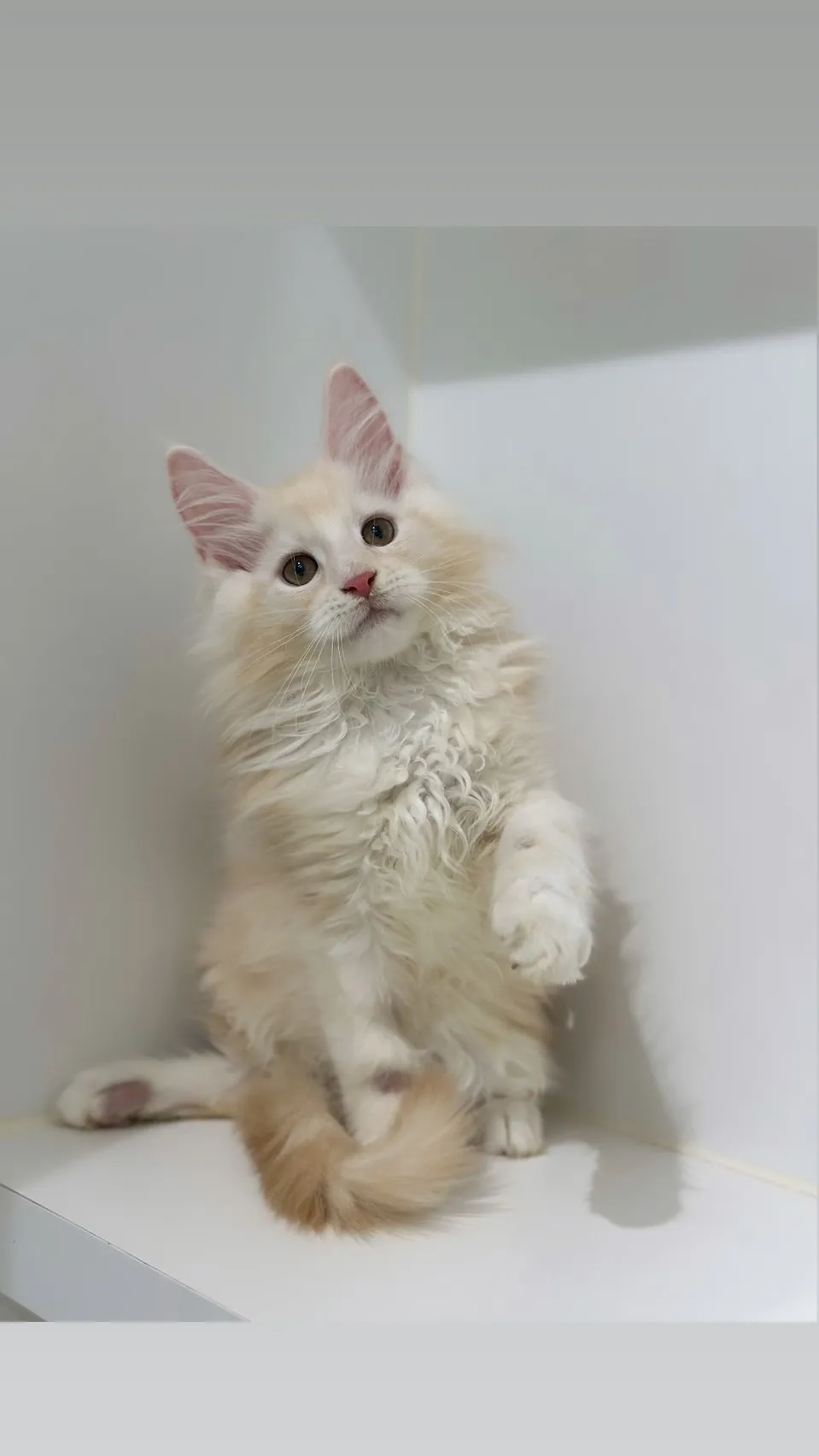 緬因貓/凱米爾男孩