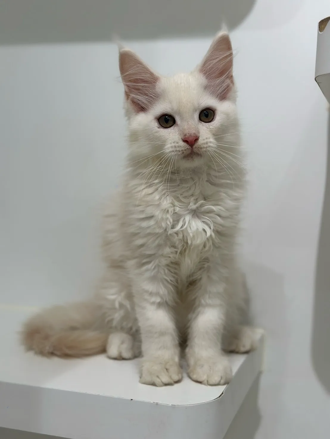 緬因貓/凱米爾男孩