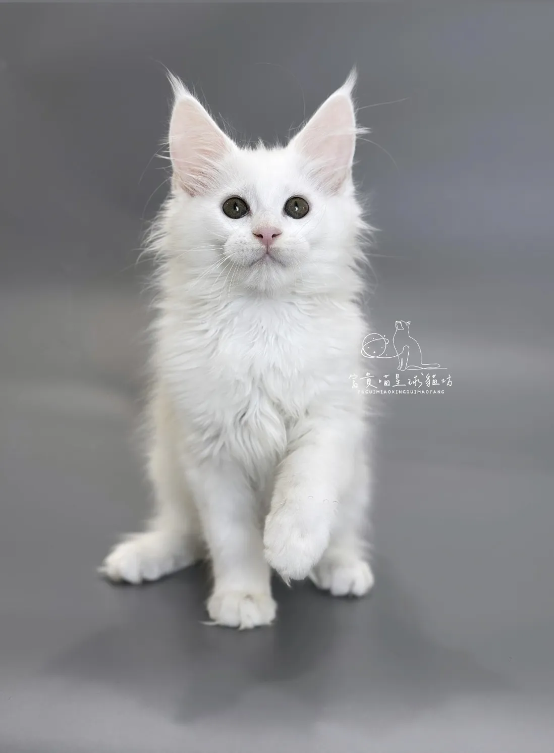 緬因貓/白色緬因女孩