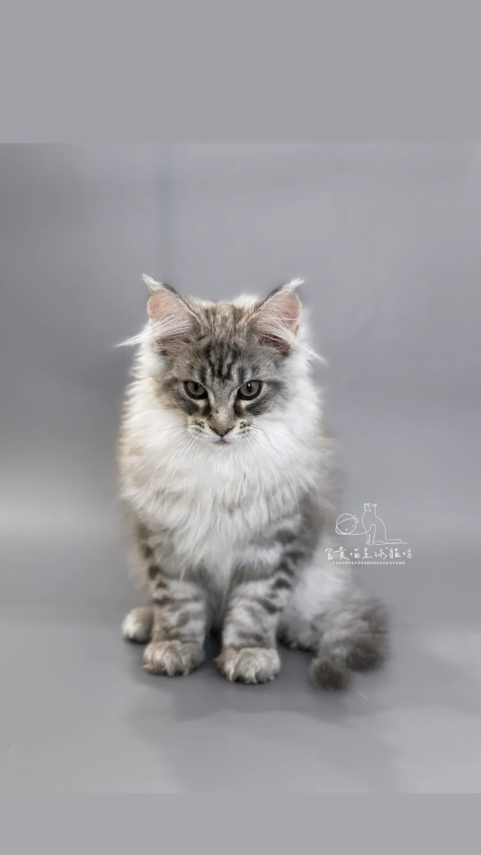 緬因貓/銀虎斑男孩