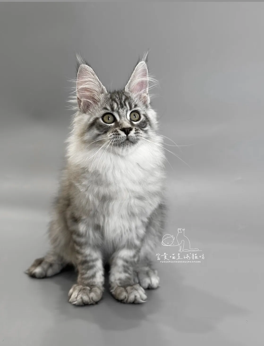 緬因貓/銀虎斑女孩