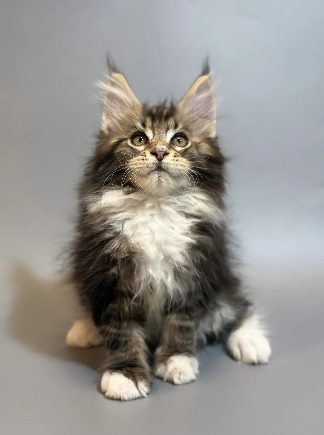 緬因貓/棕虎斑白襪男孩