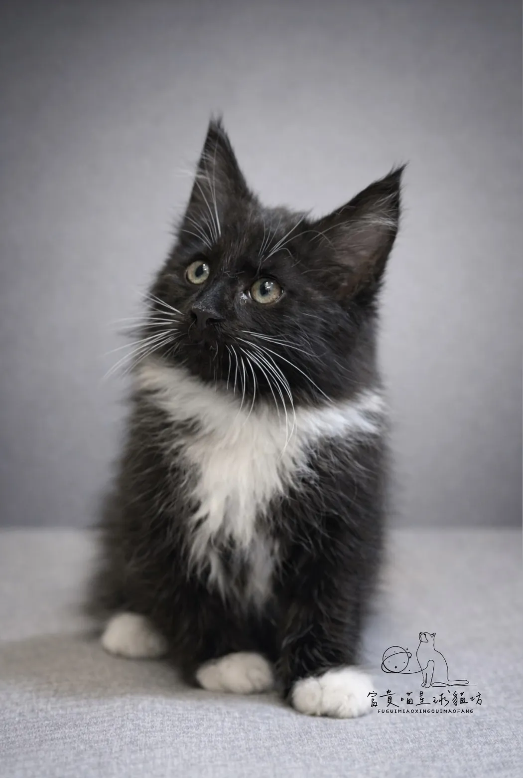 緬因貓/白領白襪男孩