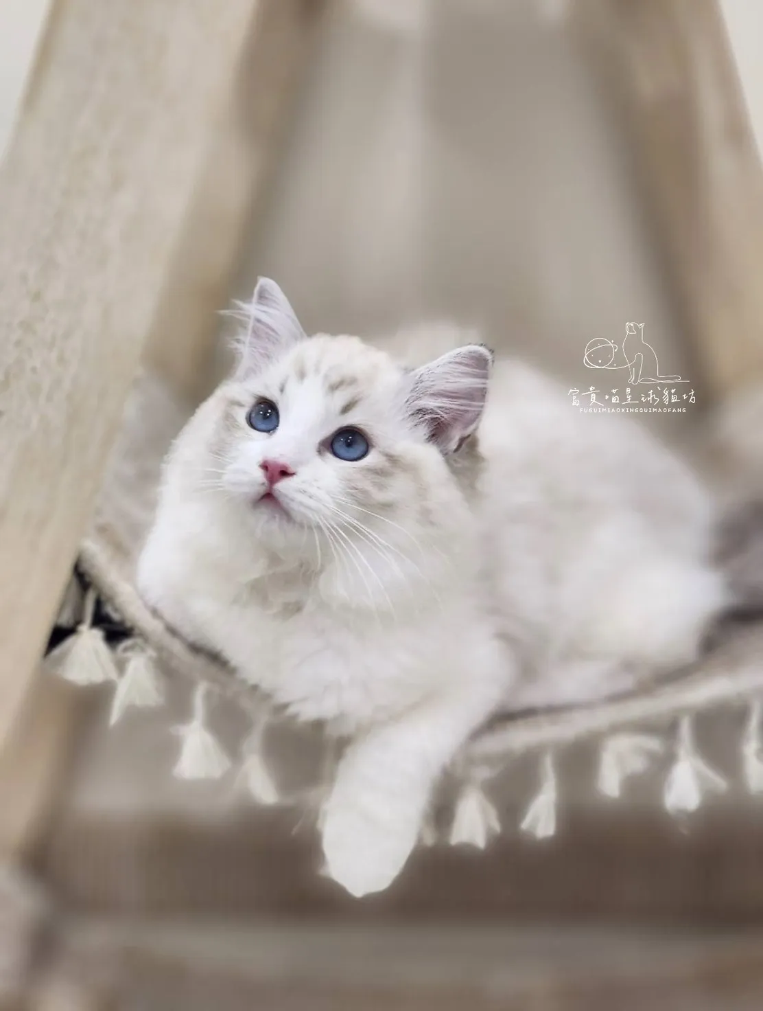 布偶貓/海豹山貓雙女孩