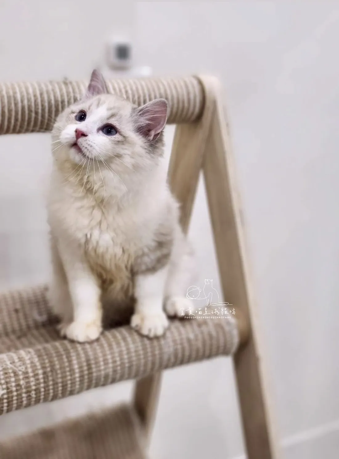 布偶貓/海豹山貓雙男孩