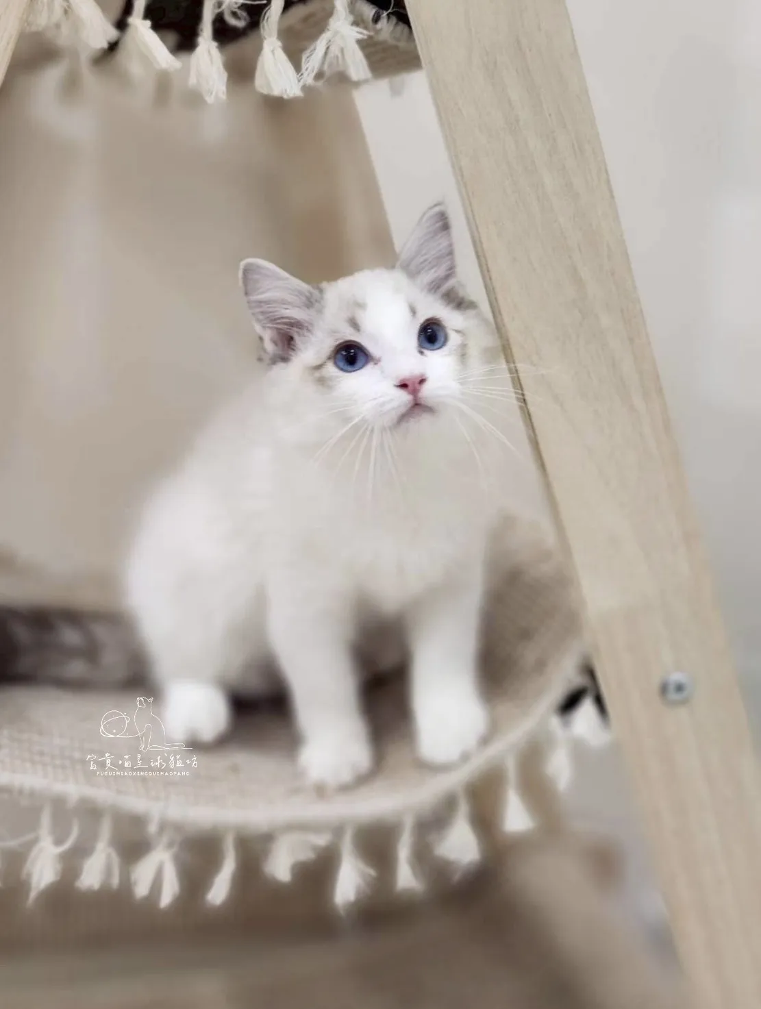 布偶貓/海豹山貓雙男孩