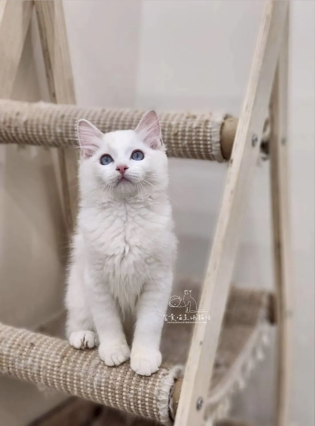 布偶貓/藍雙色男孩