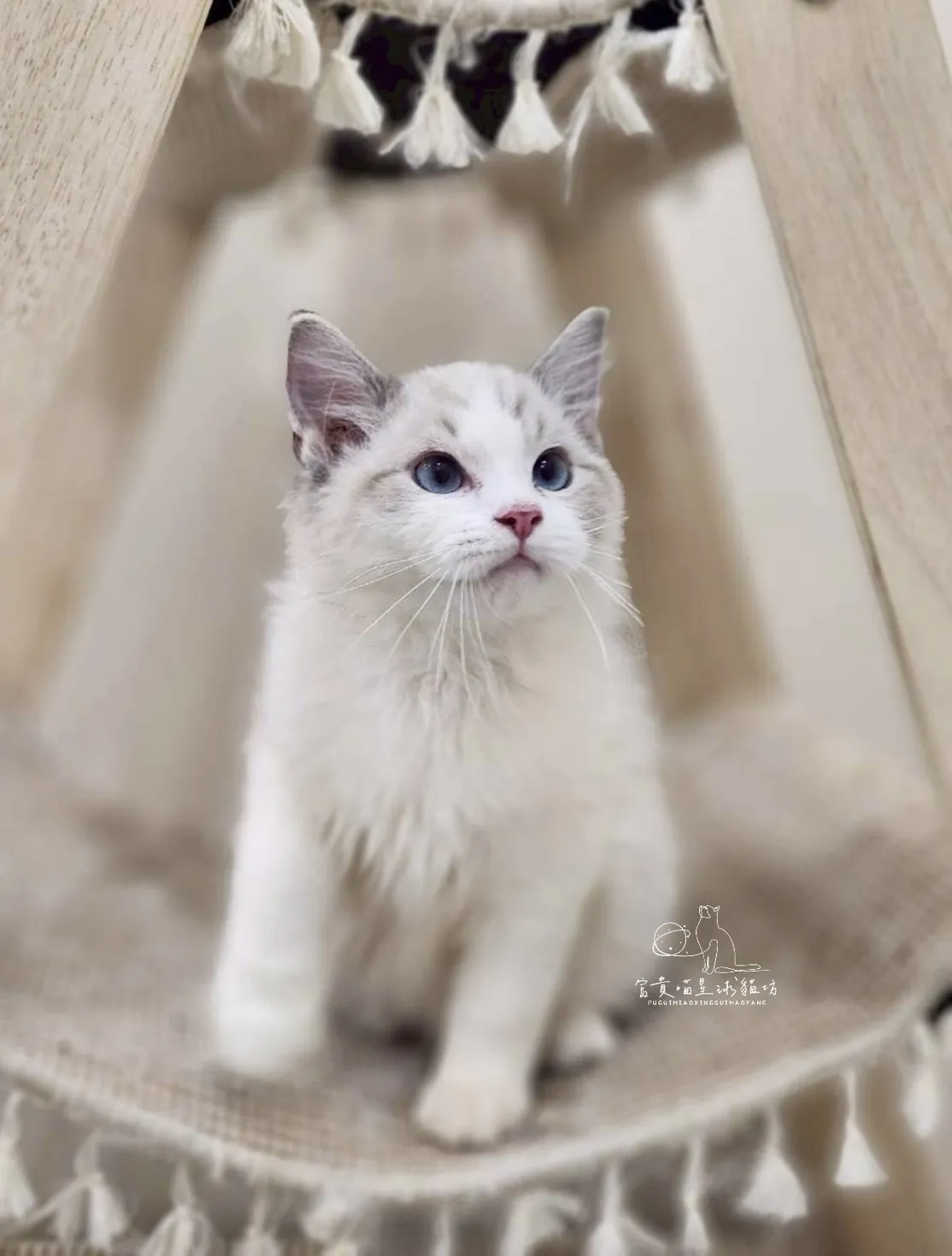 布偶貓/海豹山貓雙男孩