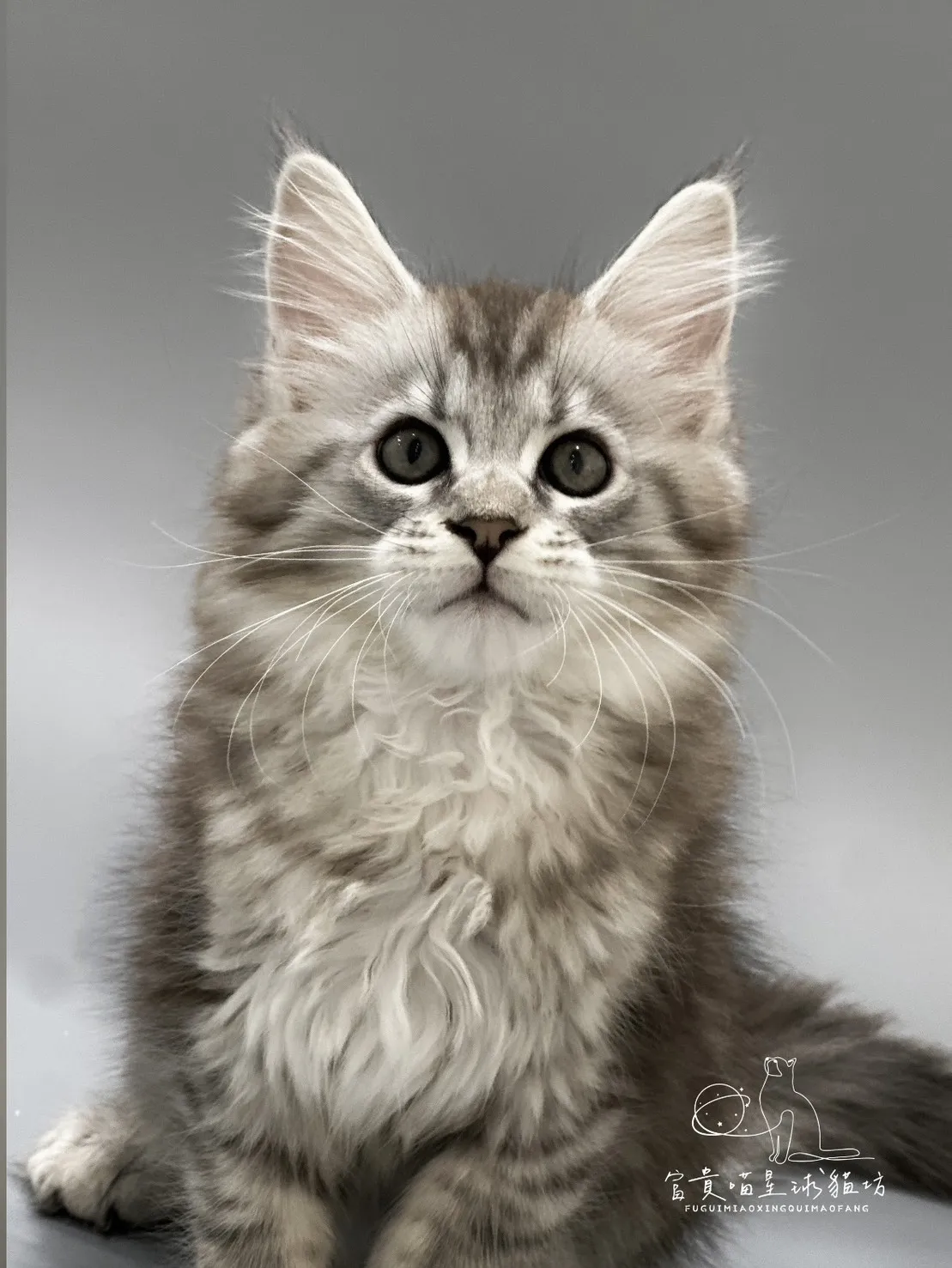 緬因貓/銀虎斑女孩