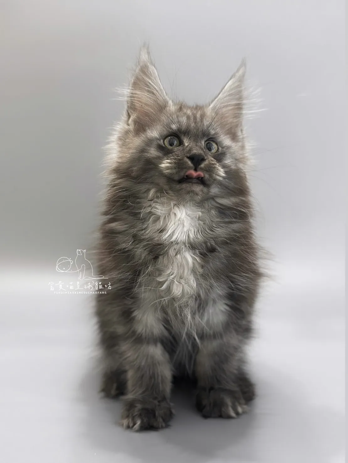 緬因貓/銀煙燻男孩