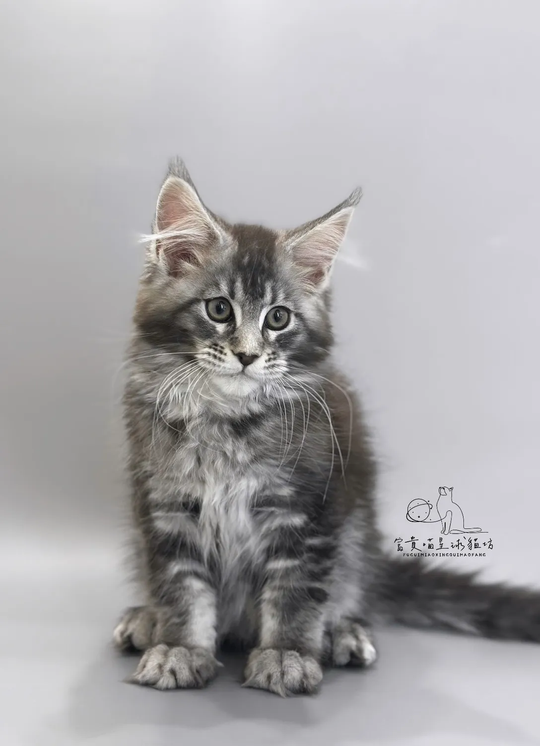 緬因貓/銀虎斑女孩