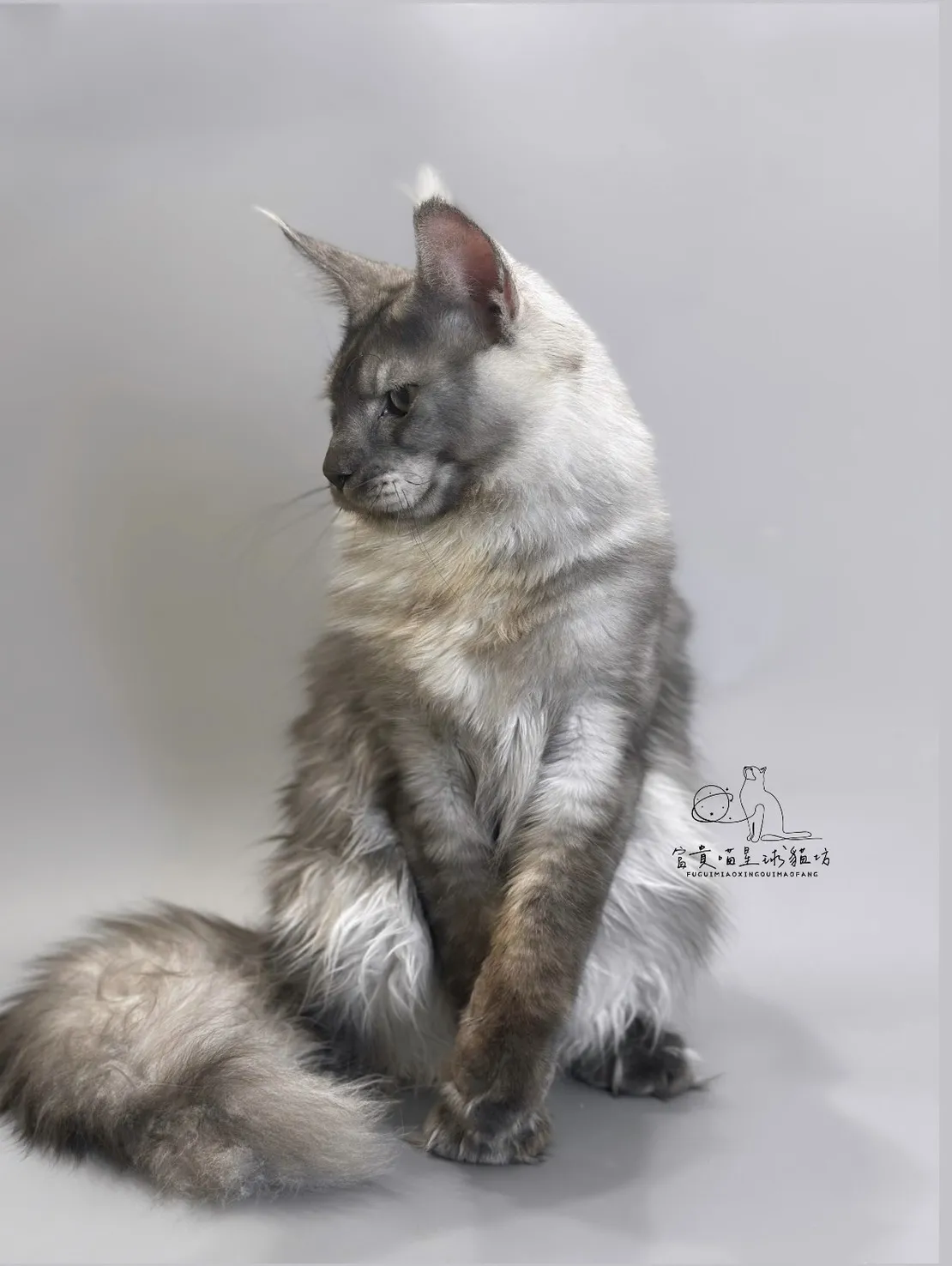 緬因貓/銀煙燻男孩