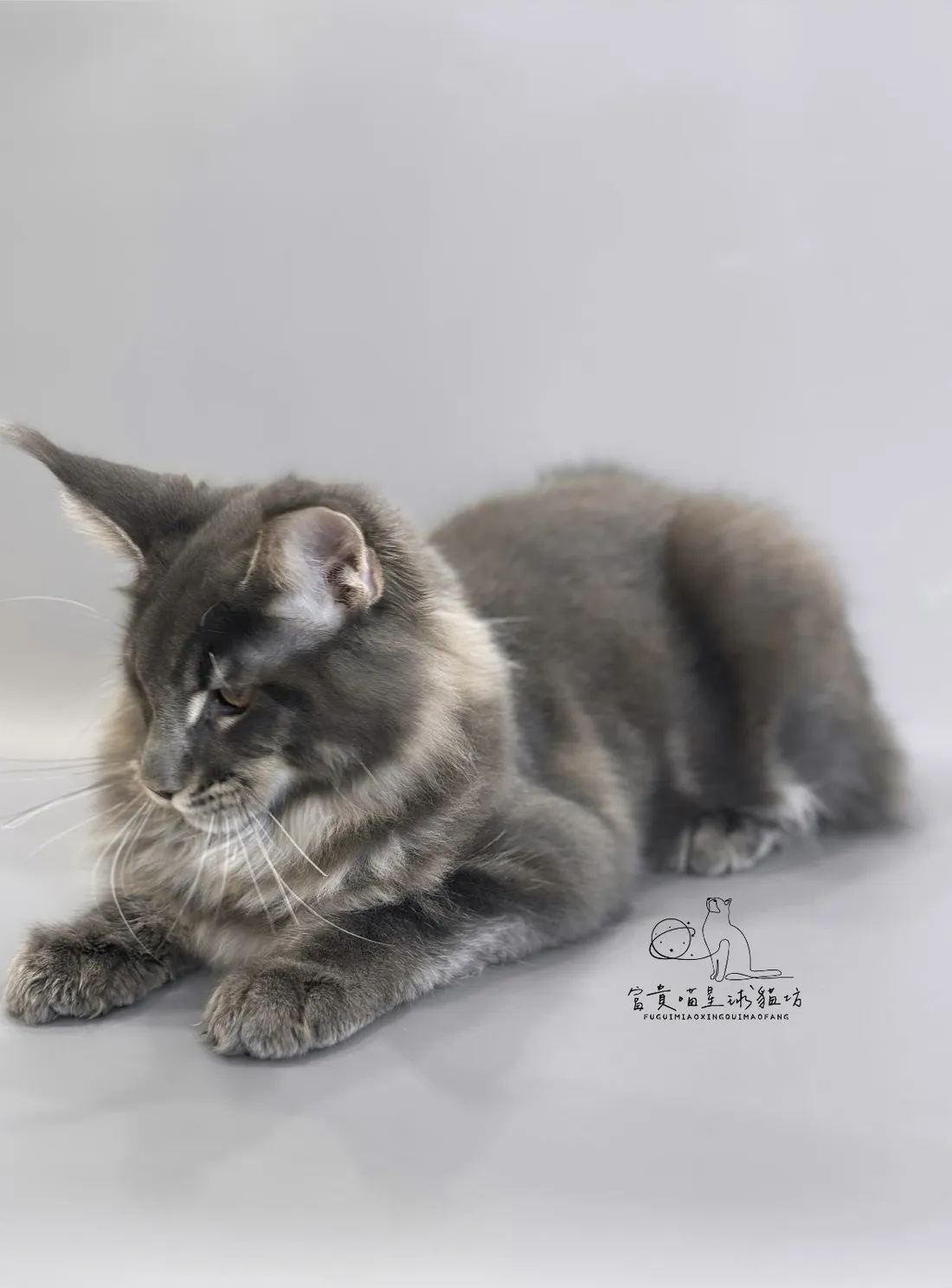 緬因貓/藍虎斑男孩