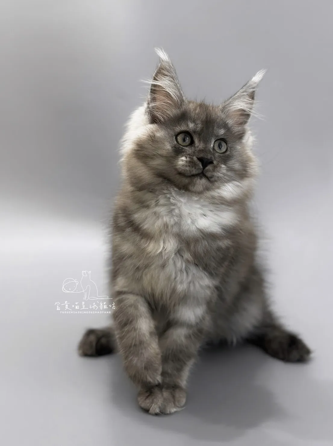 緬因貓/黑銀虎斑女孩