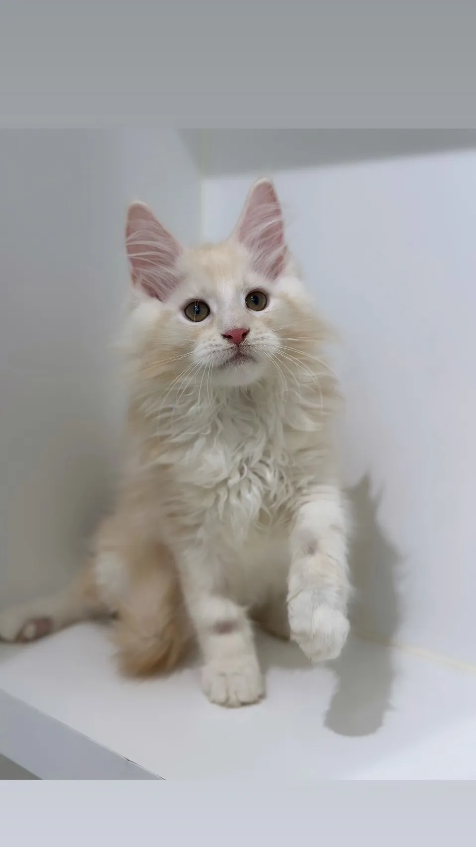 緬因貓/凱米爾男孩