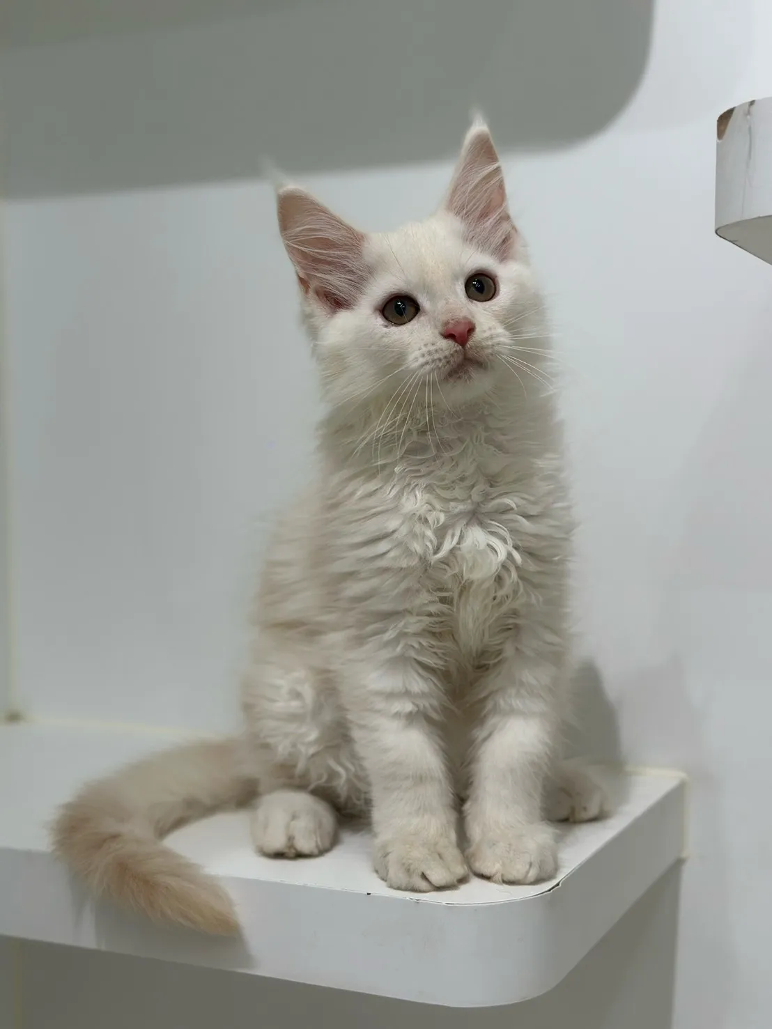 緬因貓/凱米爾男孩