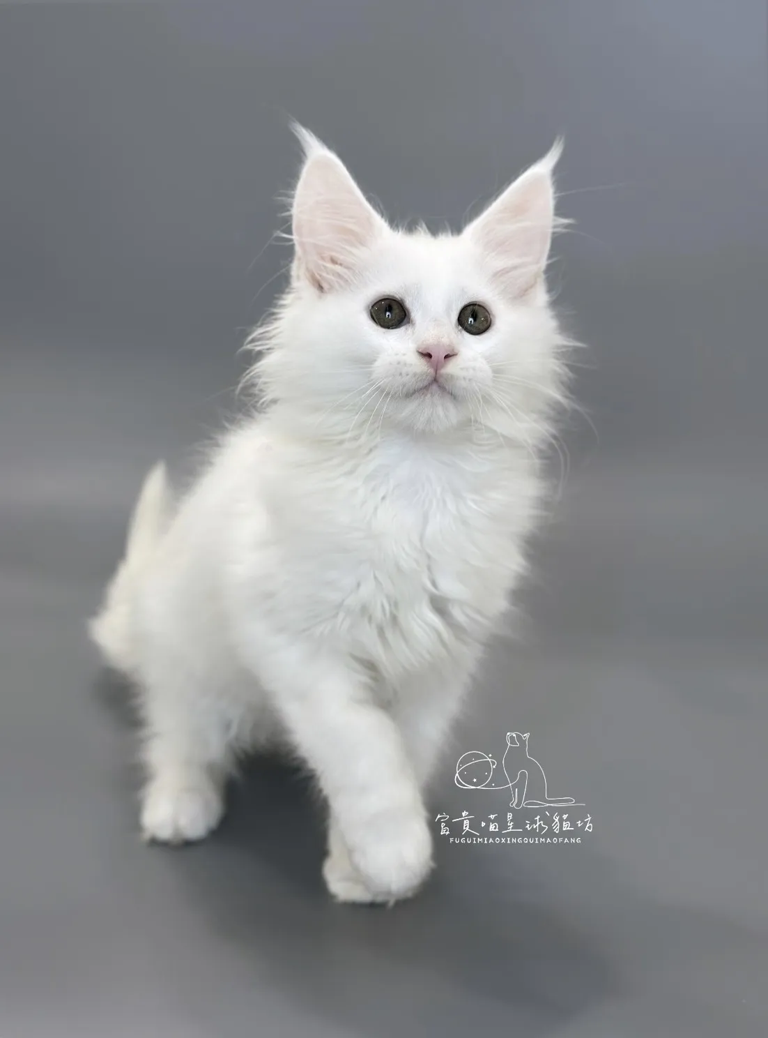 緬因貓/白色緬因女孩