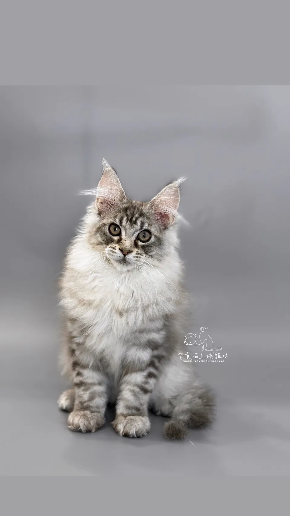 緬因貓/銀虎斑男孩