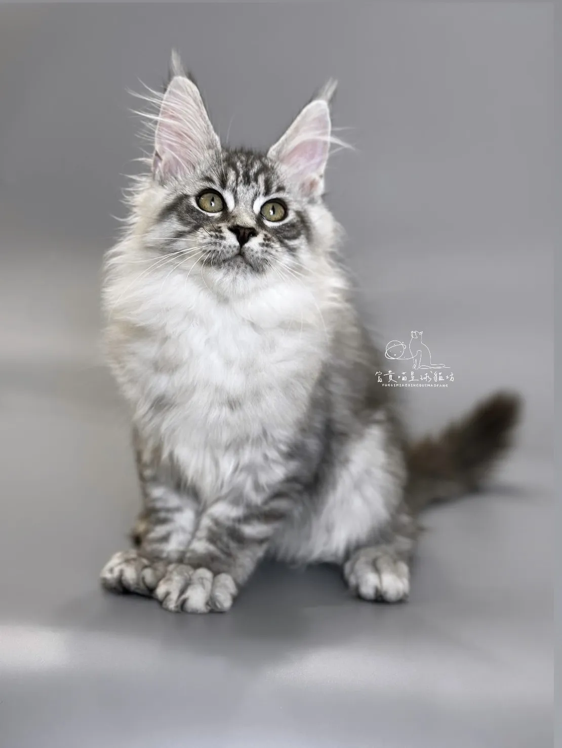 緬因貓/銀虎斑女孩