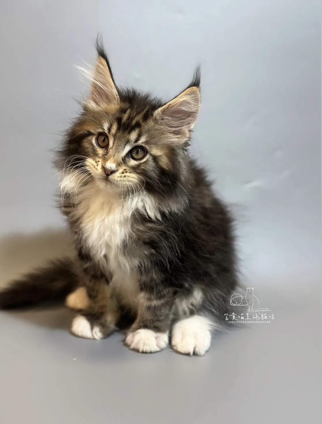 緬因貓/棕虎斑白襪男孩