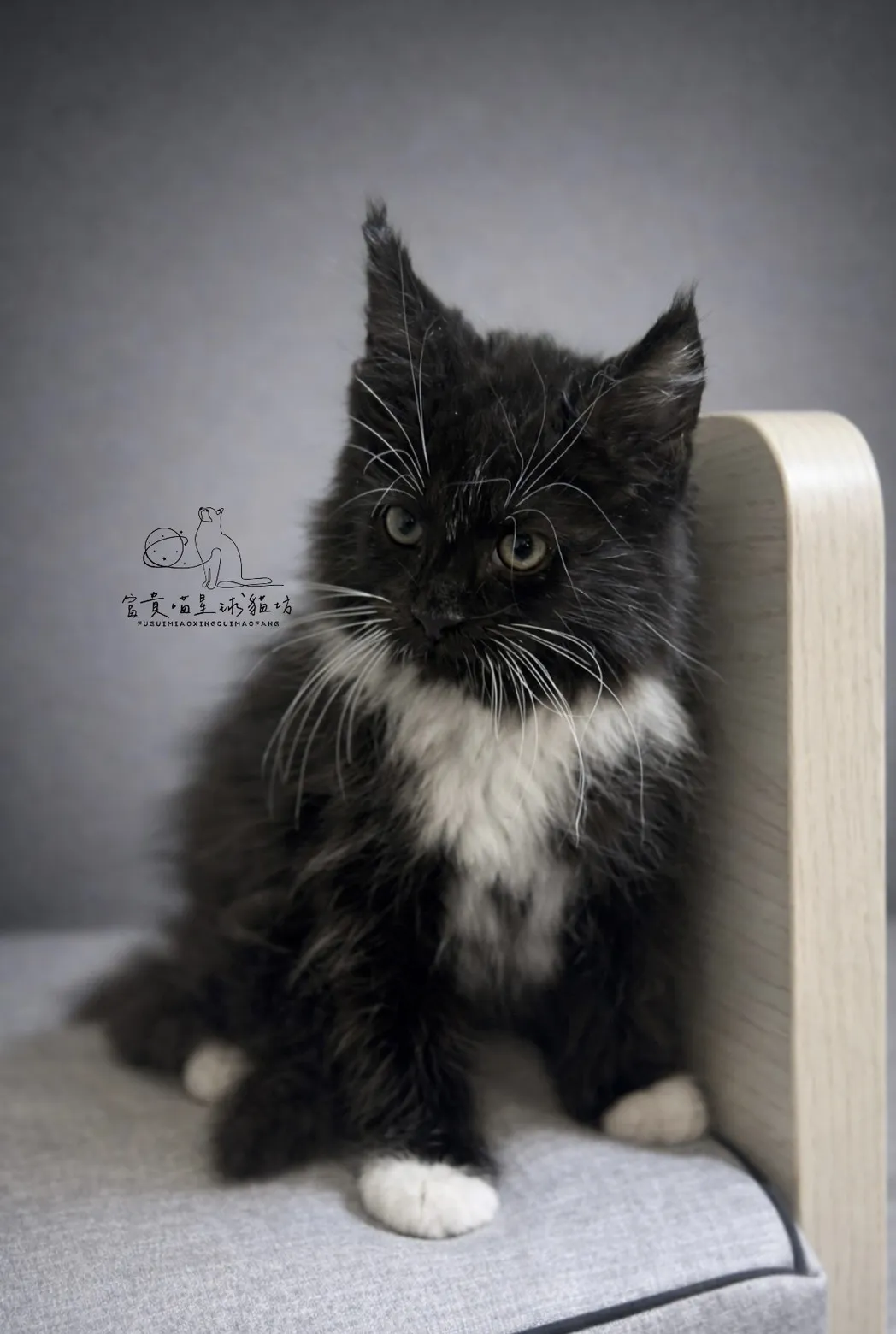 緬因貓/白領白襪男孩