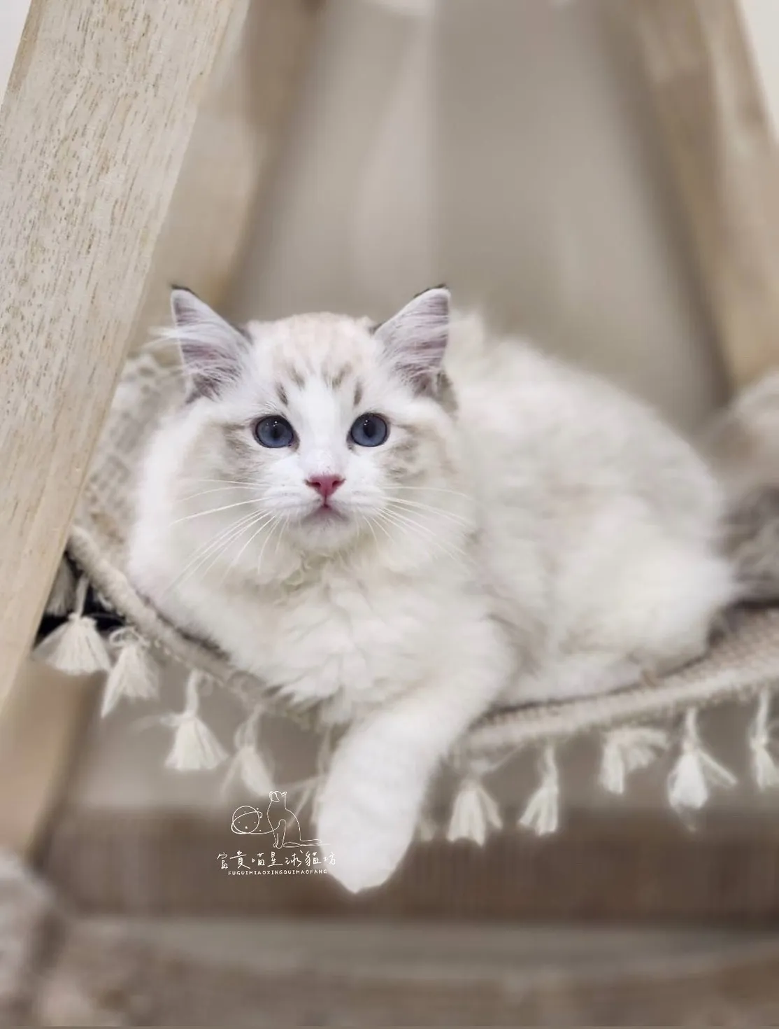 布偶貓/海豹山貓雙女孩