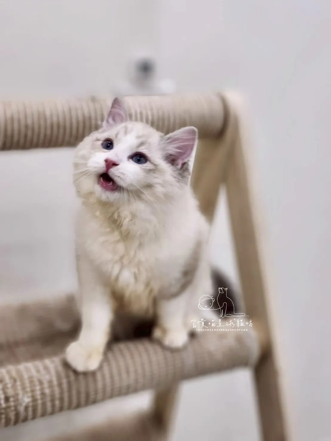 布偶貓/海豹山貓雙男孩