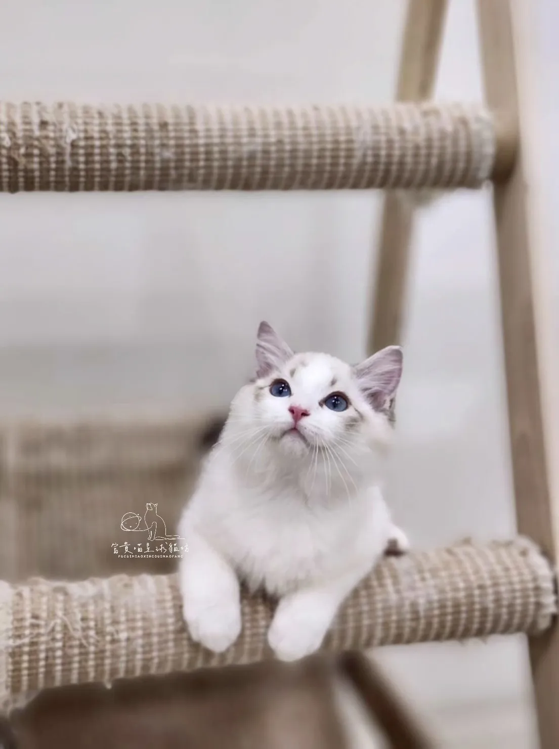 布偶貓/海豹山貓雙男孩