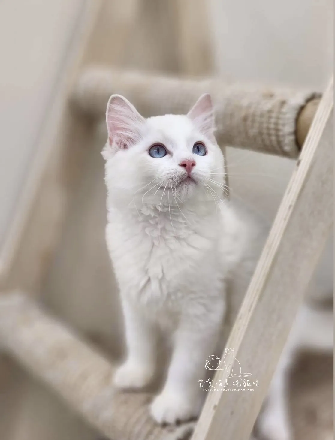 布偶貓/藍雙色男孩