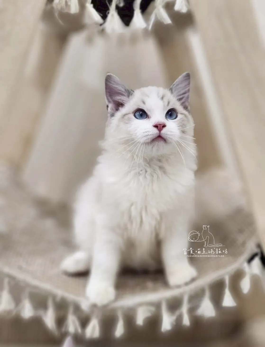 布偶貓/海豹山貓雙男孩