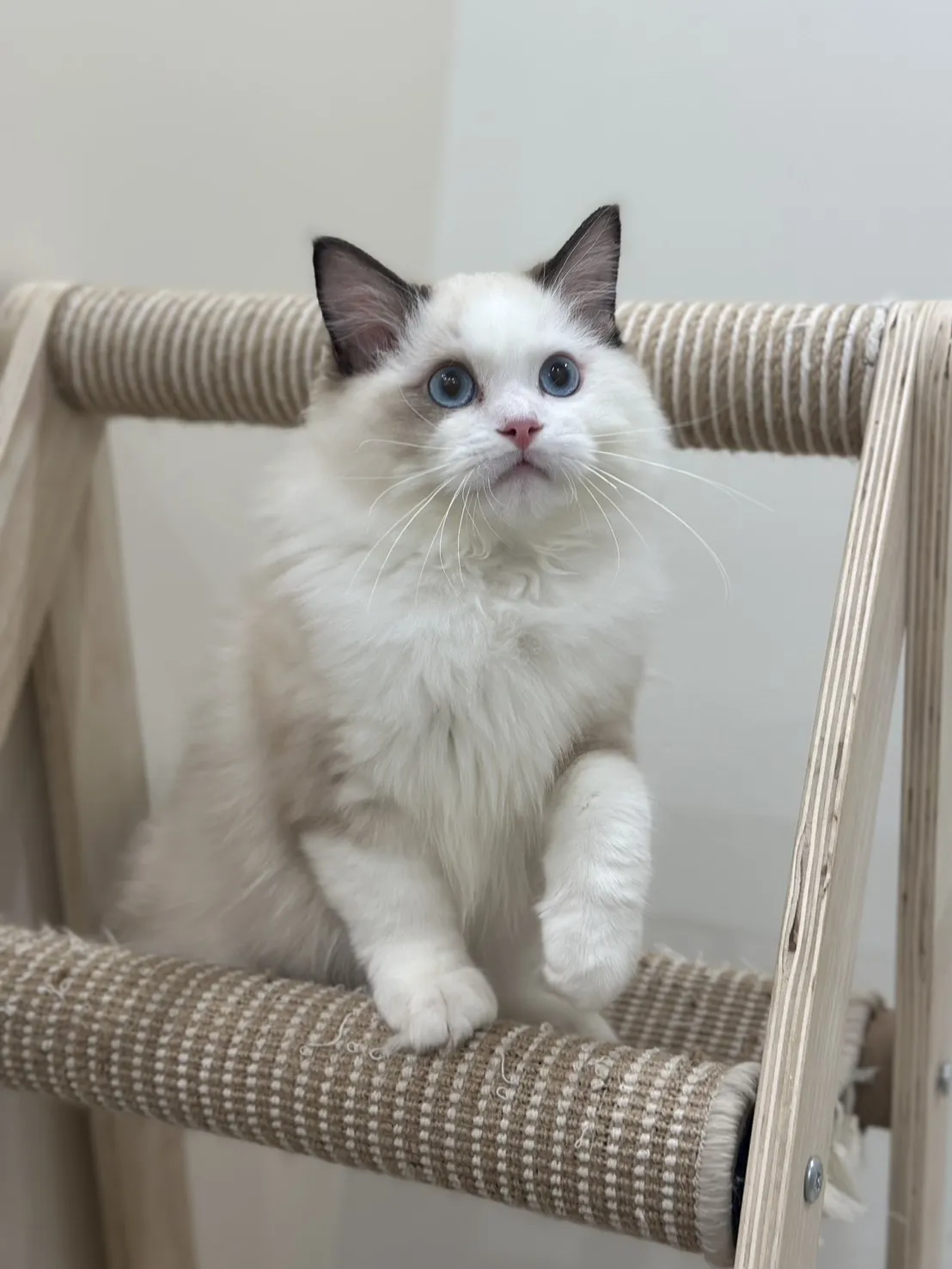 布偶貓/海豹雙色男孩