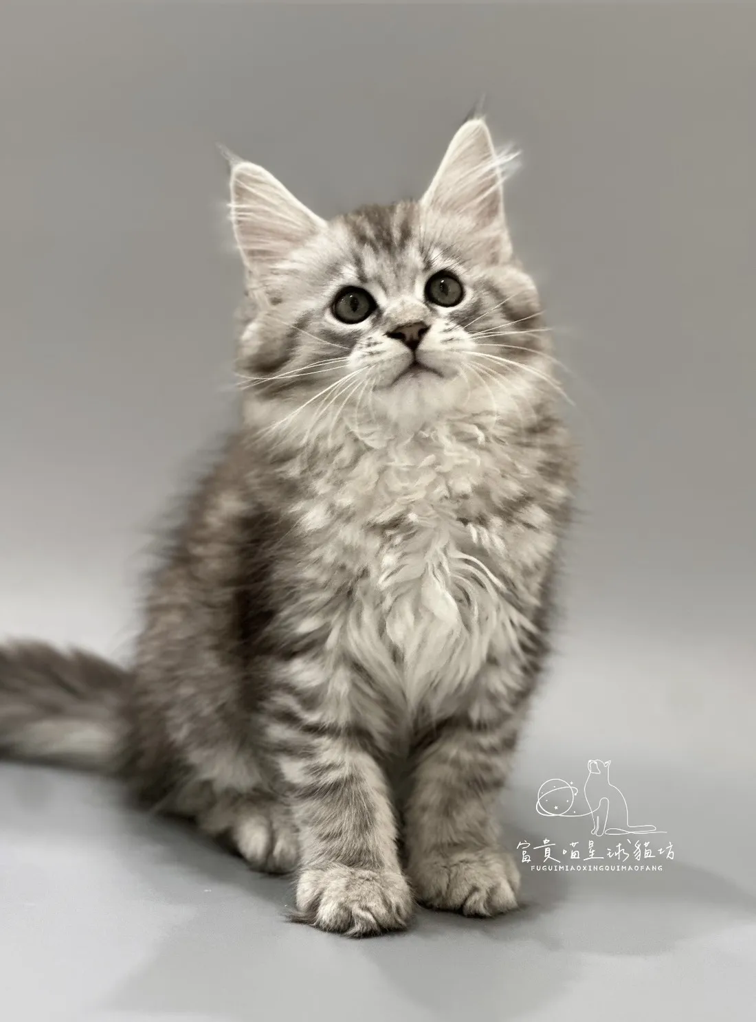 緬因貓/銀虎斑女孩