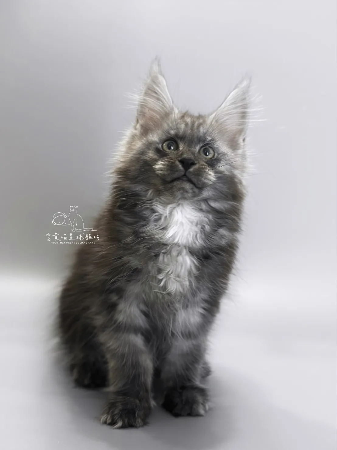 緬因貓/銀煙燻男孩