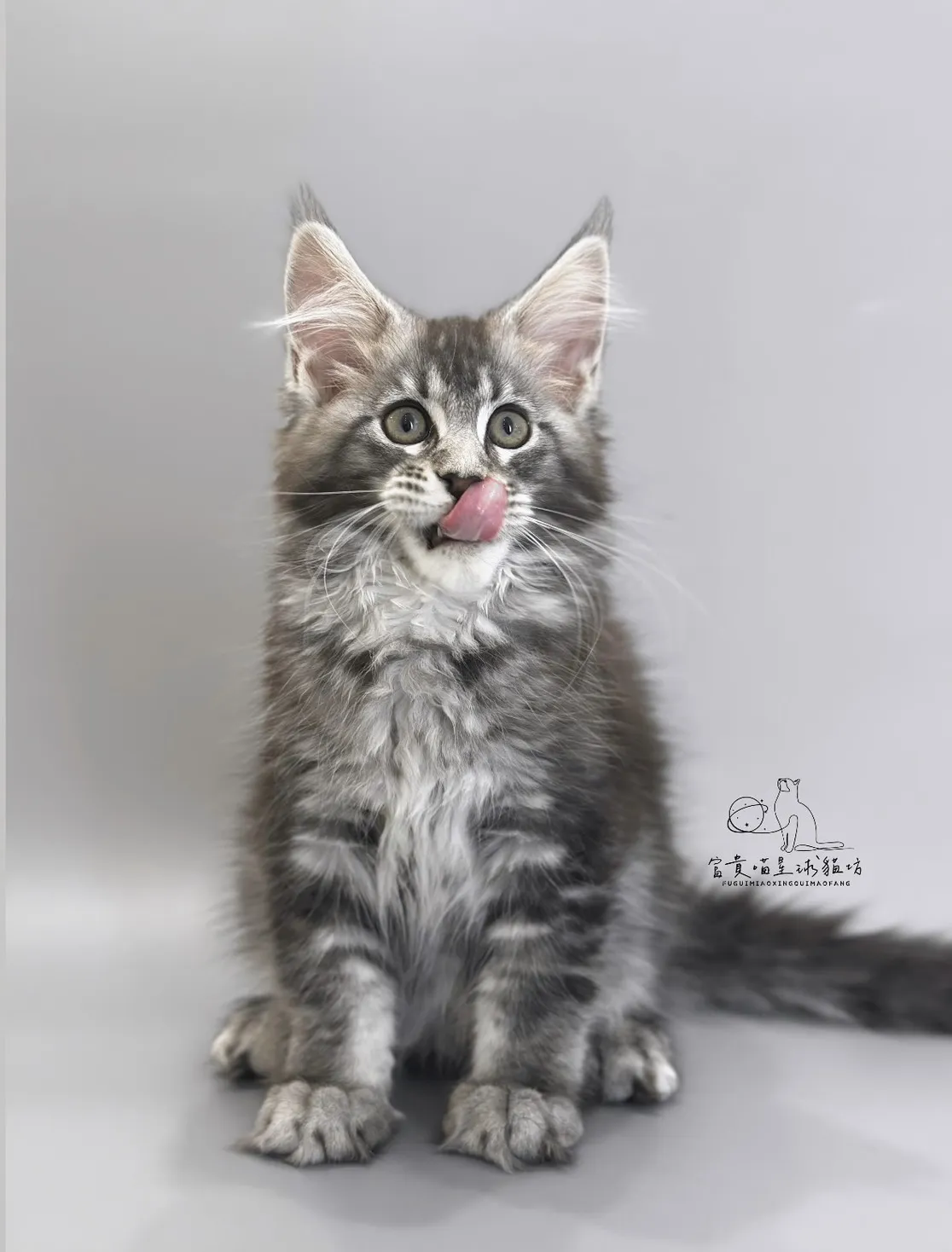 緬因貓/銀虎斑女孩