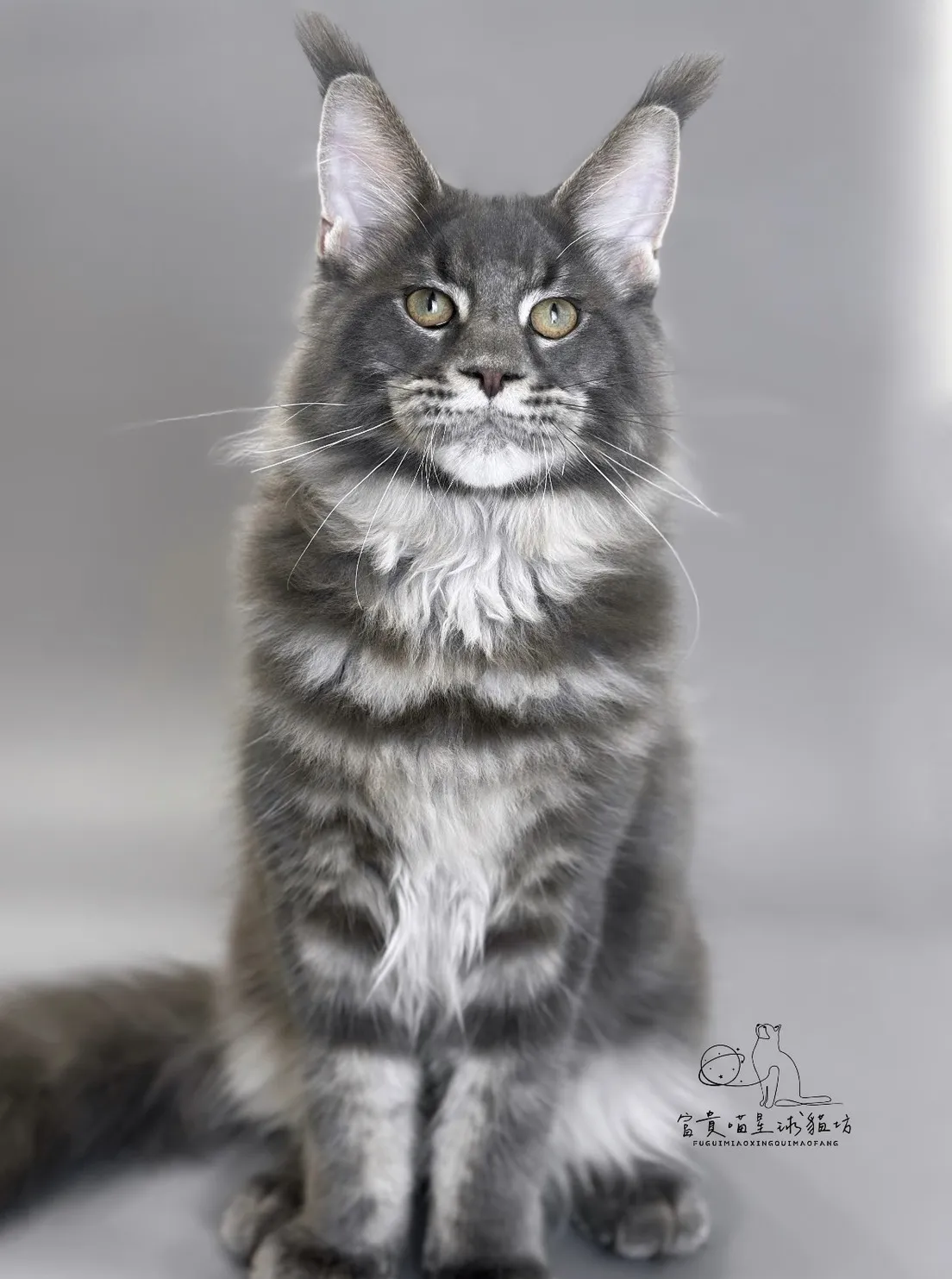 緬因貓/藍虎斑男孩