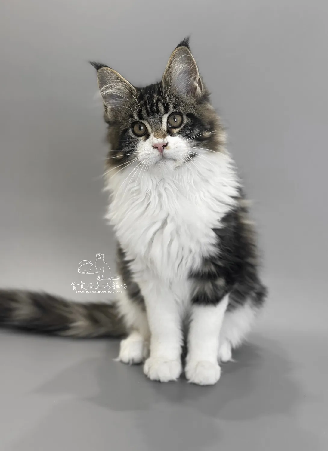 緬因貓/棕虎斑加白男孩