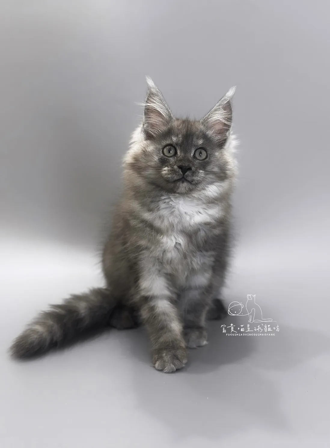 緬因貓/黑銀虎斑女孩