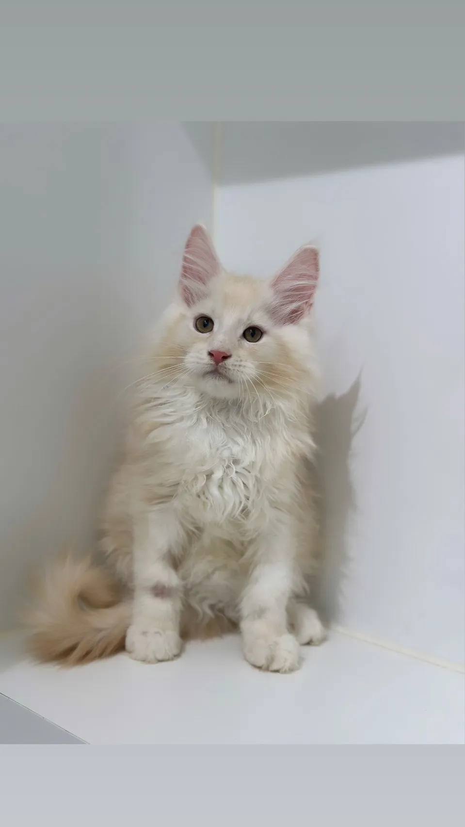 緬因貓/凱米爾男孩