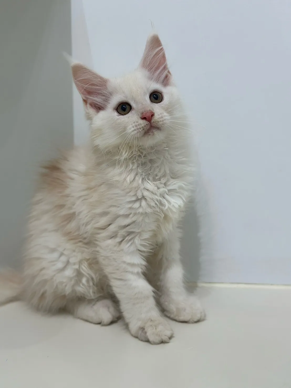 緬因貓/凱米爾男孩