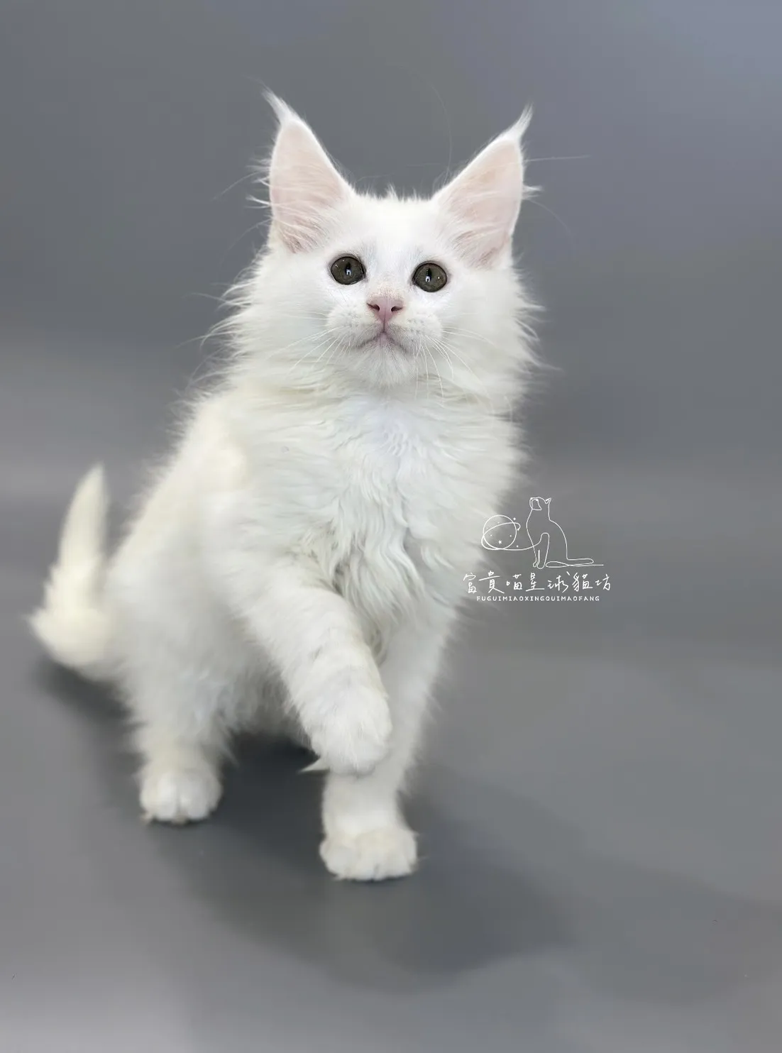 緬因貓/白色緬因女孩