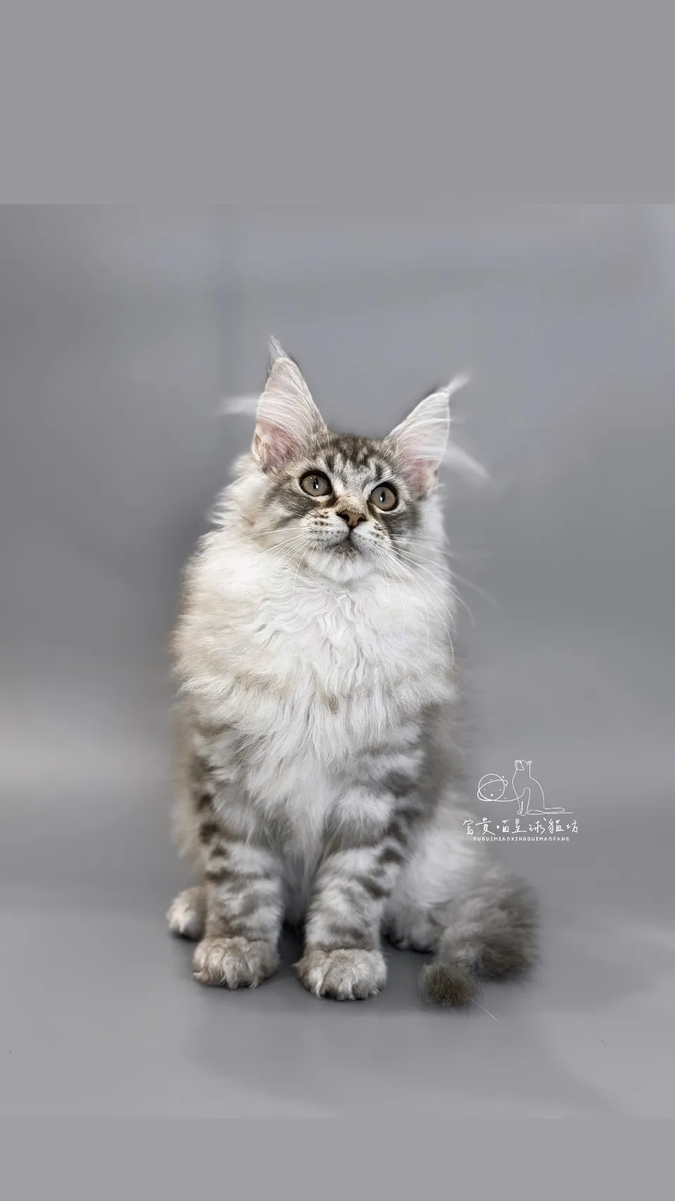 緬因貓/銀虎斑男孩