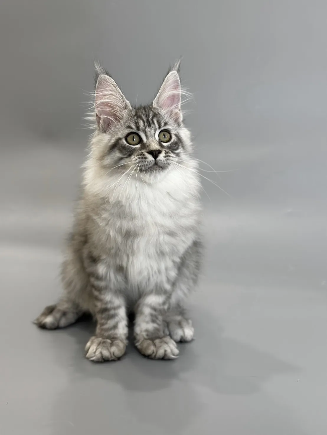 緬因貓/銀虎斑女孩