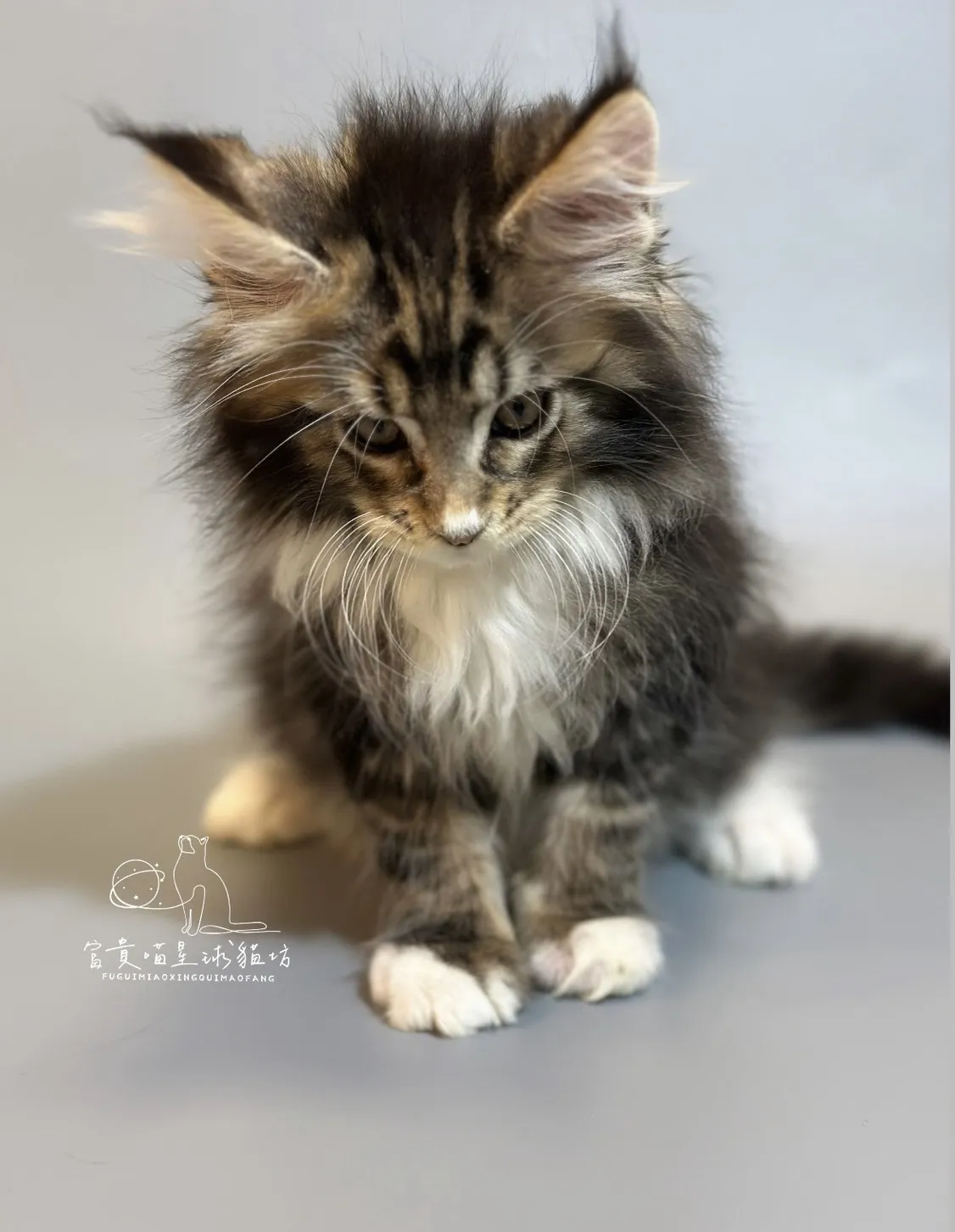 緬因貓/棕虎斑白襪男孩