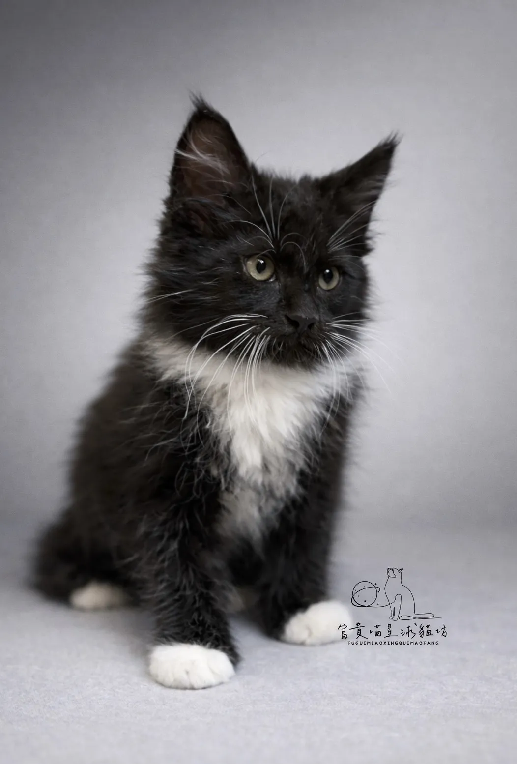 緬因貓/白領白襪男孩