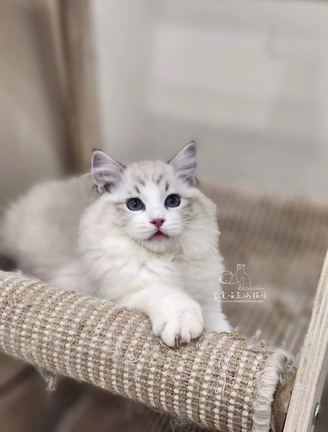 布偶貓/海豹山貓雙女孩