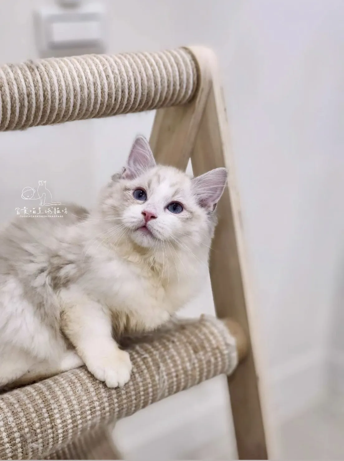 布偶貓/海豹山貓雙男孩