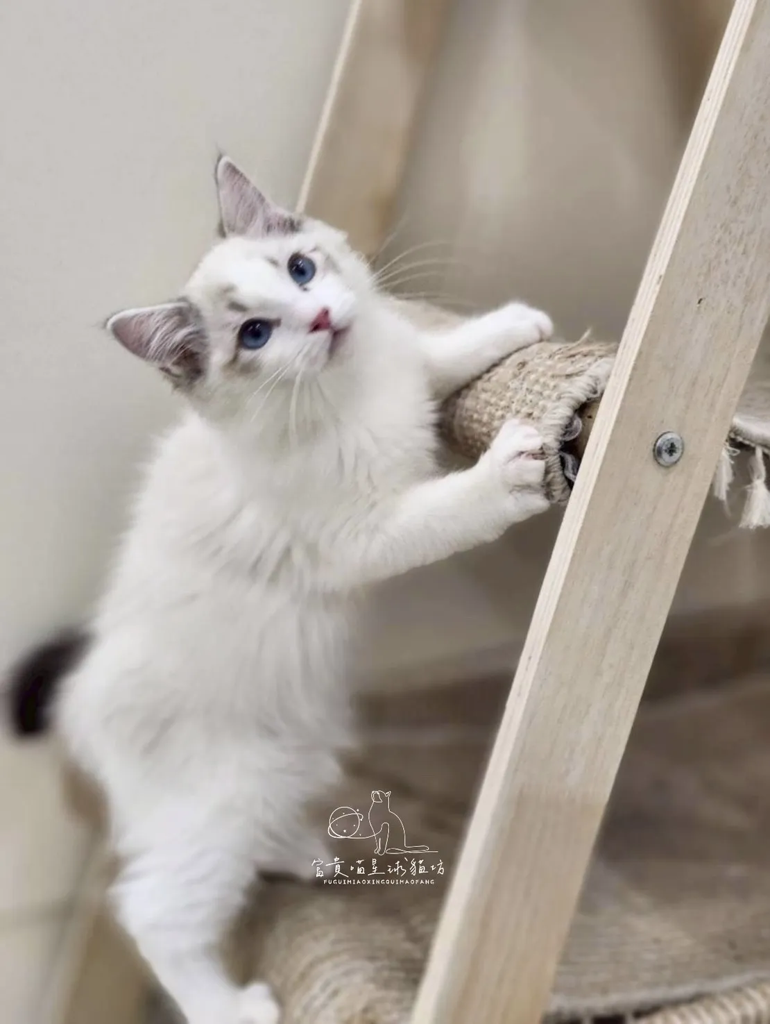 布偶貓/海豹山貓雙男孩