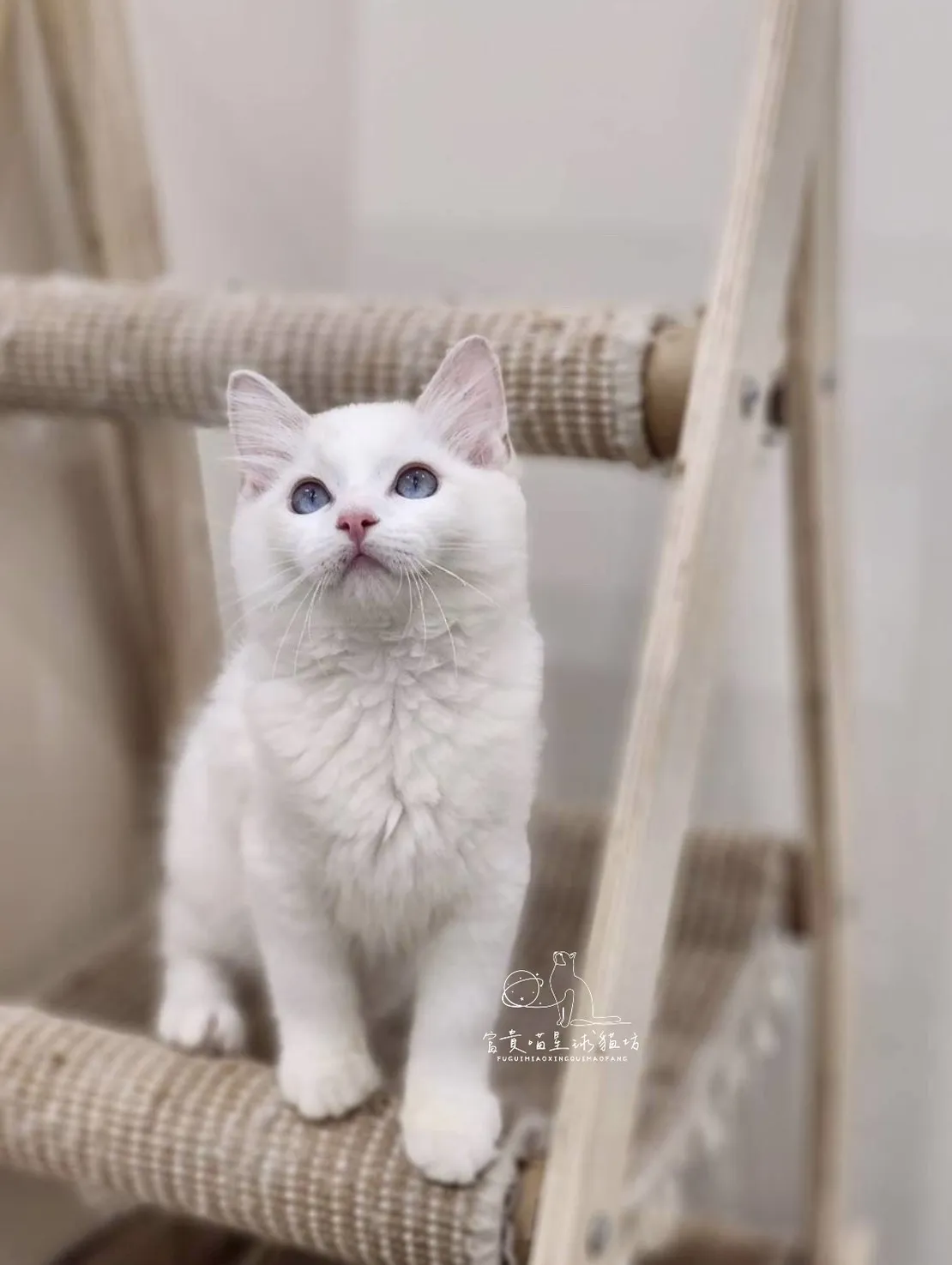 布偶貓/藍雙色男孩